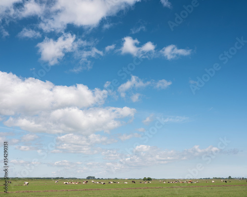 landscape with cows in meadow and blue sky north of amsterdam in holland