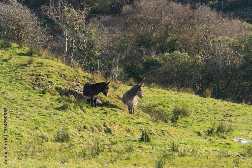 Fototapeta premium Donkeys in Connemara National Park