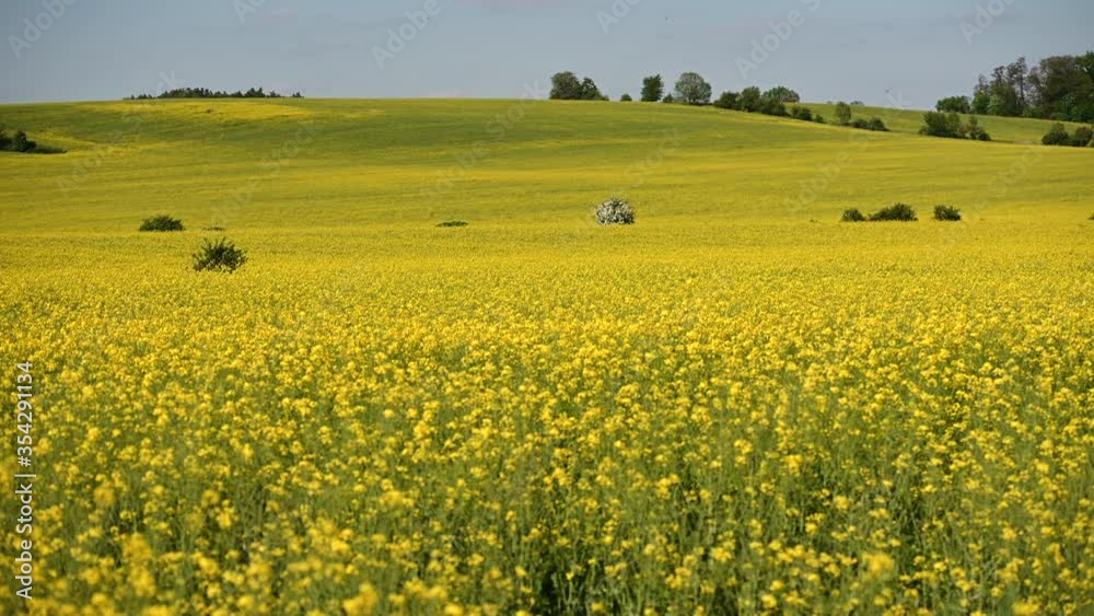 Panoramic View Of Hills And Golden Field Of Rapeseed On Sunny Summer Day. Panoramic View Of Hills And Golden Field Of Rapeseed On Sunny Summer Day.