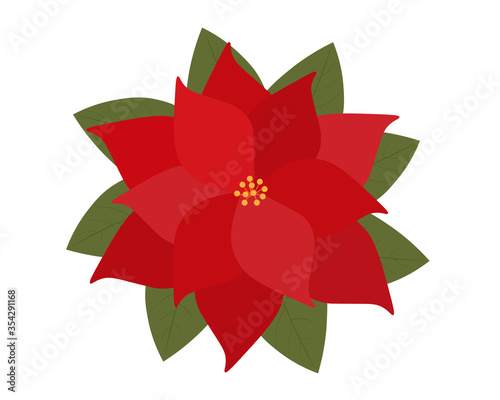 Poinsettia flowers Christmas vector illustration