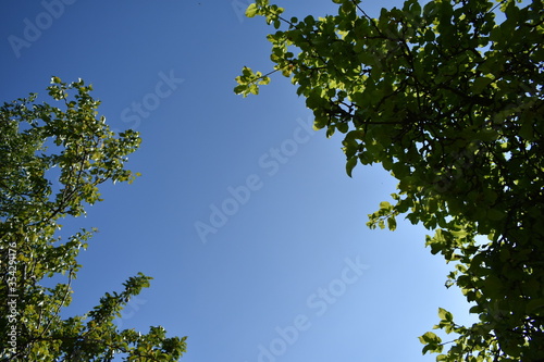 Fototapeta Naklejka Na Ścianę i Meble -  Widok letniego nieba w ciepły słoneczny dzień.
