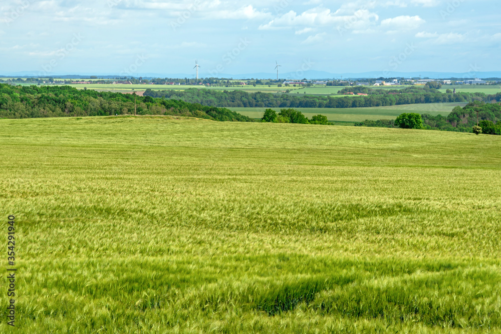 Field of green unripe wheat. Rural landscape