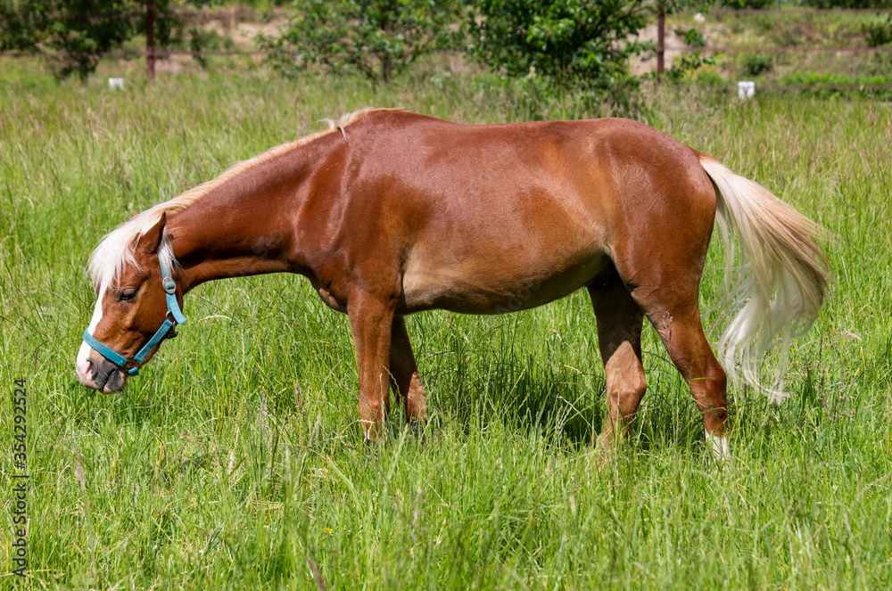 Brown horse with white mane and tail grazing on a meadow II Brown horse with white mane and tail grazing on a meadow II
