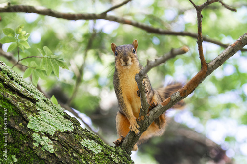 Red squirrel is alert and interacting with te viewer or camera, looking in the eye