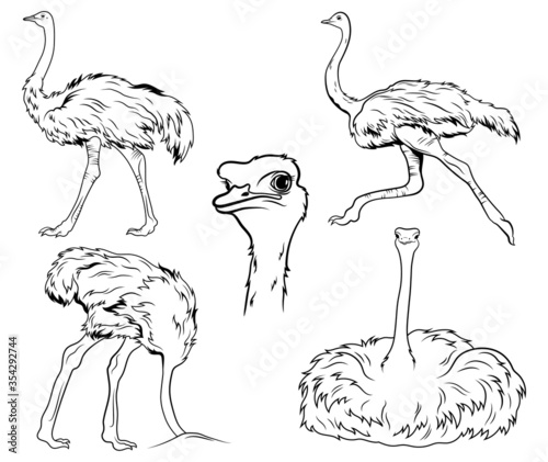 Set of ostriches. Collection of exotic birds in different positions. Big bird full length. Poultry farm. Vector illustration for the zoo.