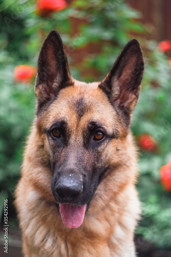 German Shepherd in the background of flowers. The dog is in flowers.