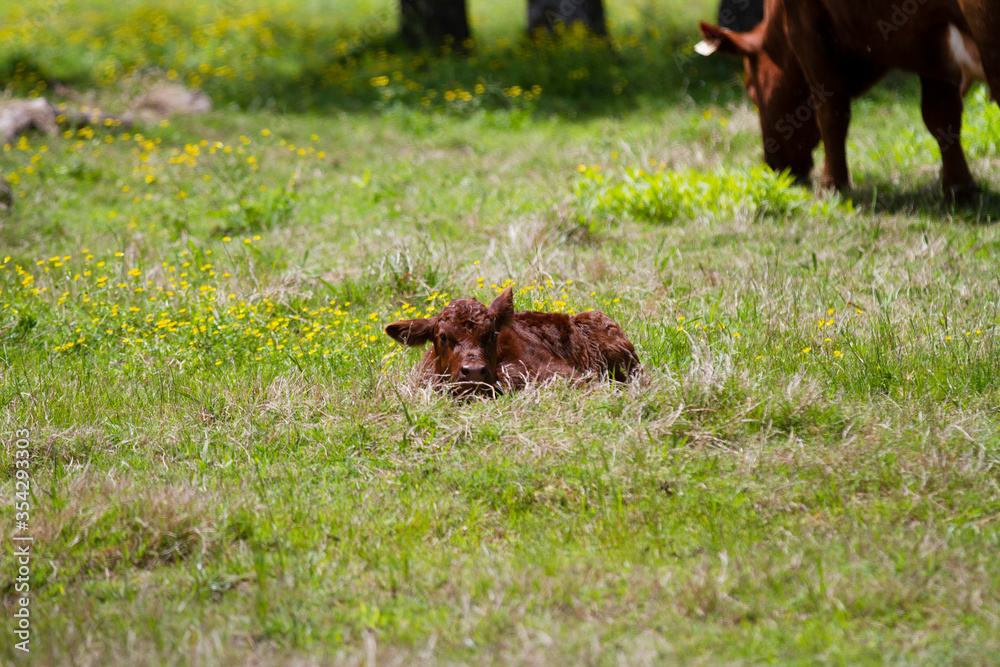Calf laying in the grass with cow blurry in the background. Agriculture scene with newborn cow. Calf laying in the grass with cow blurry in the background. Agriculture scene with newborn cow.