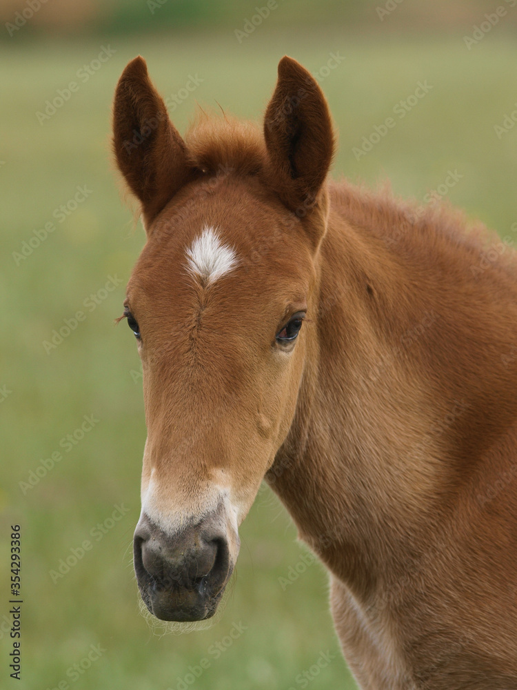 Rare Breed Foal Rare Breed Foal