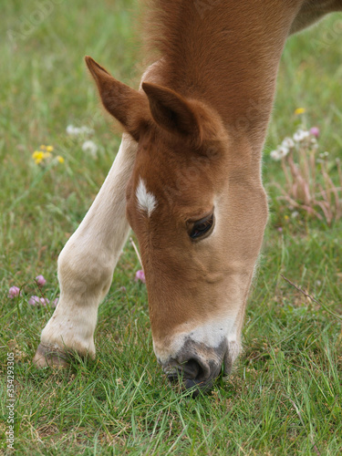 Rare Breed Foal