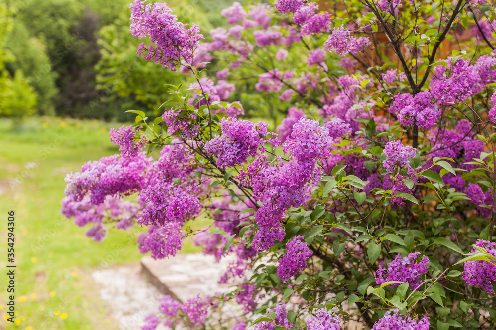 Obraz premium lilac blooming branches
