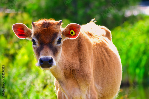 Calf in Canada