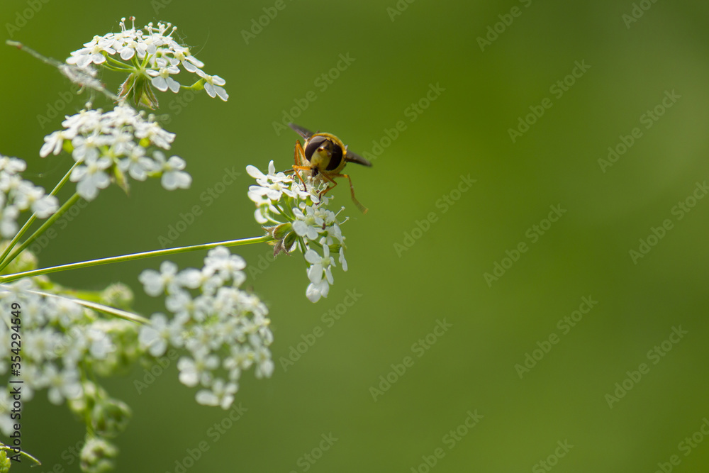 Front view of hoverfly (Eupeodes corollae) on cow parsley plant Front view of hoverfly (Eupeodes corollae) on cow parsley plant