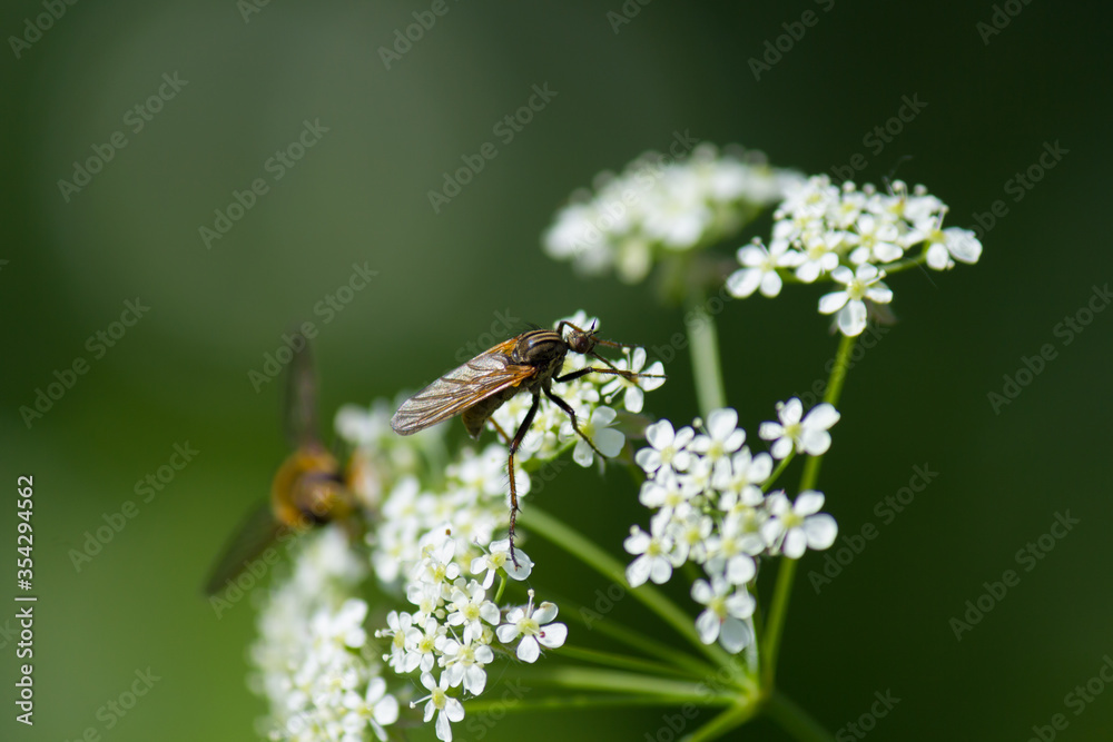 Detail of a dance fly (Empis tessellata) on cow parsley plant Detail of a dance fly (Empis tessellata) on cow parsley plant