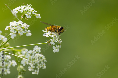 Hoverfly (Eupeodes corollae) sitting on plant in wild nature with blurred green background