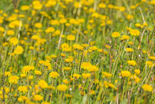 Dandelion flowers on the meadow at day time. © serjiob74