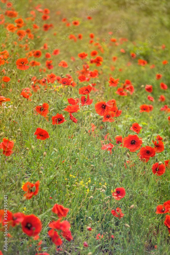 Blooming red poppies and sunny summer meadow