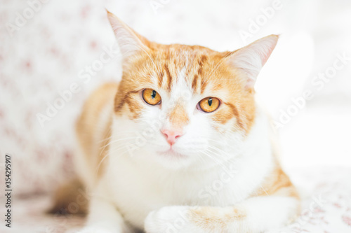 Young yellow cat, resting on a bed, looking serious, in a cozy and bright area of ​​home. Close up, selective focus