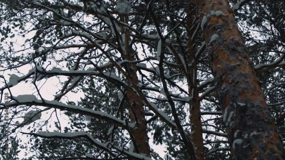 pine winter forest with snow falling down from branches pine winter forest with snow falling down from branches