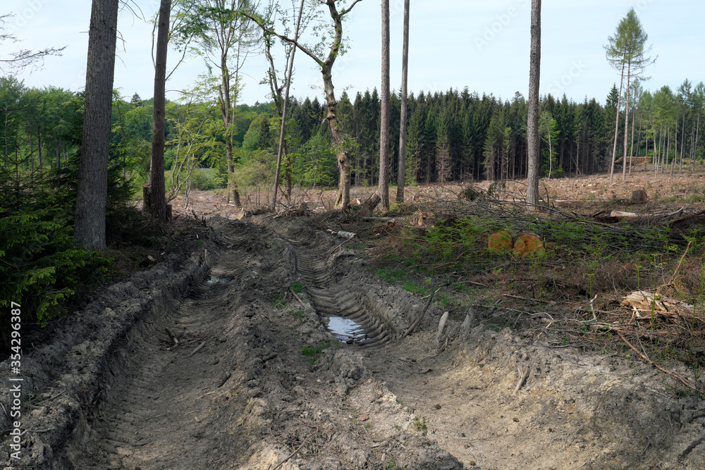Obraz premium Reifenspuren durch Holzernte-Maschinen im Waldboden in abgeholztem Waldgebiet - Stockfoto