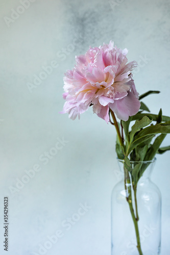 Fototapeta Naklejka Na Ścianę i Meble -  Decorative still life, flower arrangement. Wedding or holiday bouquet of delicate pink peony flowers. shabby white table background. Flat lay, top view. Summer concept. selective focus.