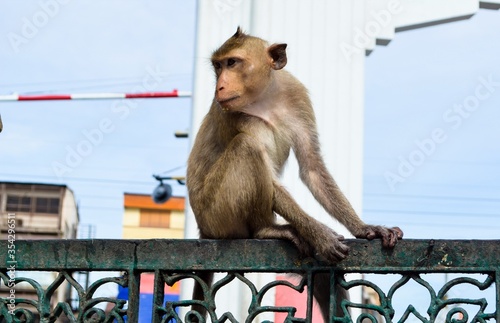 Portrait asia monkey with old city background. Monkey on fence.