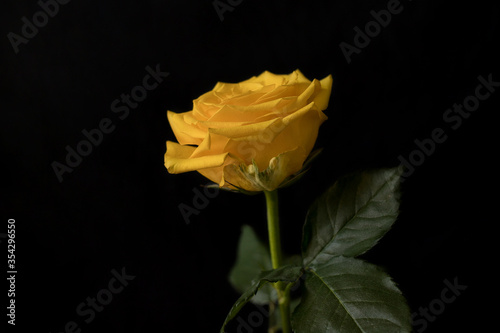 Yellow rose on black background