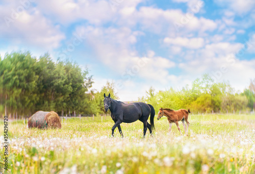Fototapeta Naklejka Na Ścianę i Meble -  Black horse female with foal in the meadow