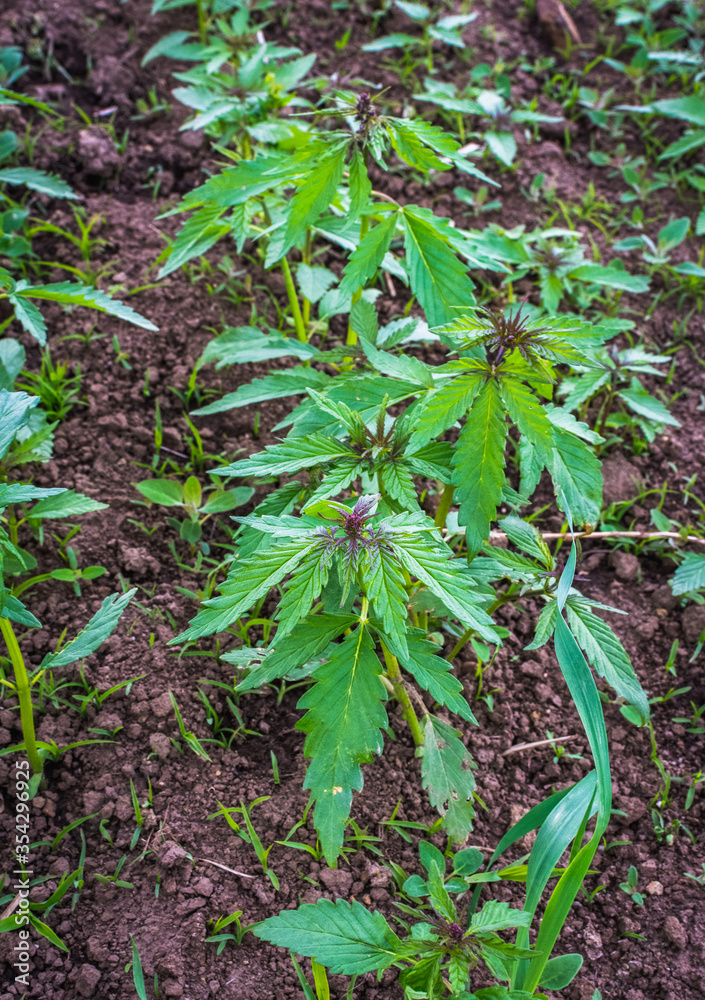 Detail of small young hemp plants. Bio eco-friendly hemp farming in Slovakia.