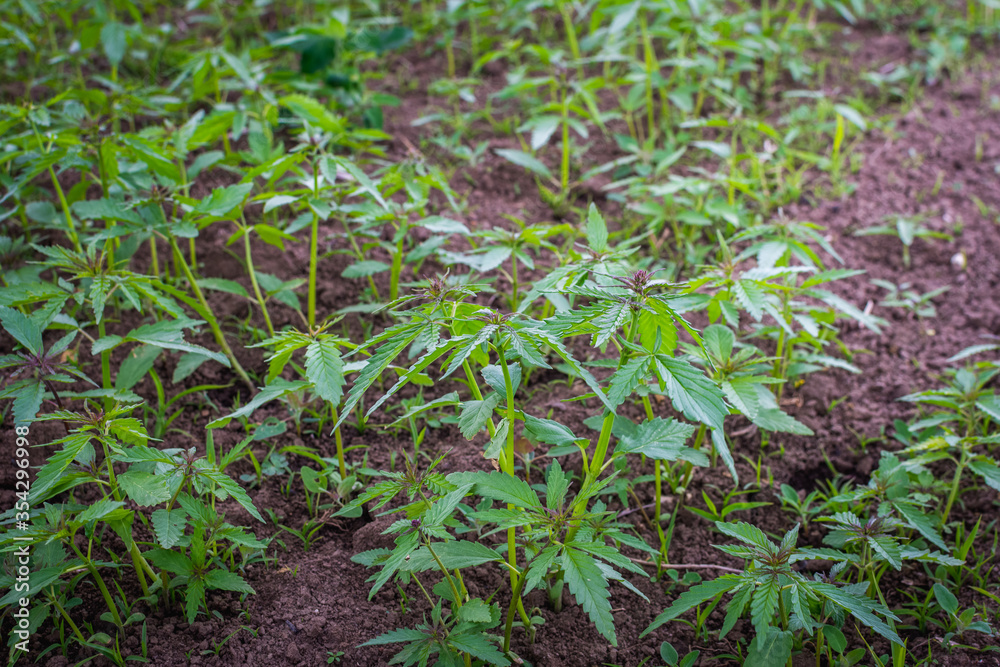 Detail of small young hemp plants. Bio eco-friendly hemp farming in Slovakia. Detail of small young hemp plants. Bio eco-friendly hemp farming in Slovakia.
