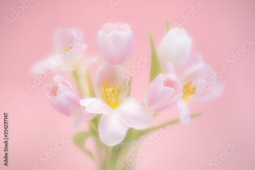 pastel pink tulips shot on a pink backround, soft focus image © Jackie Matthews 