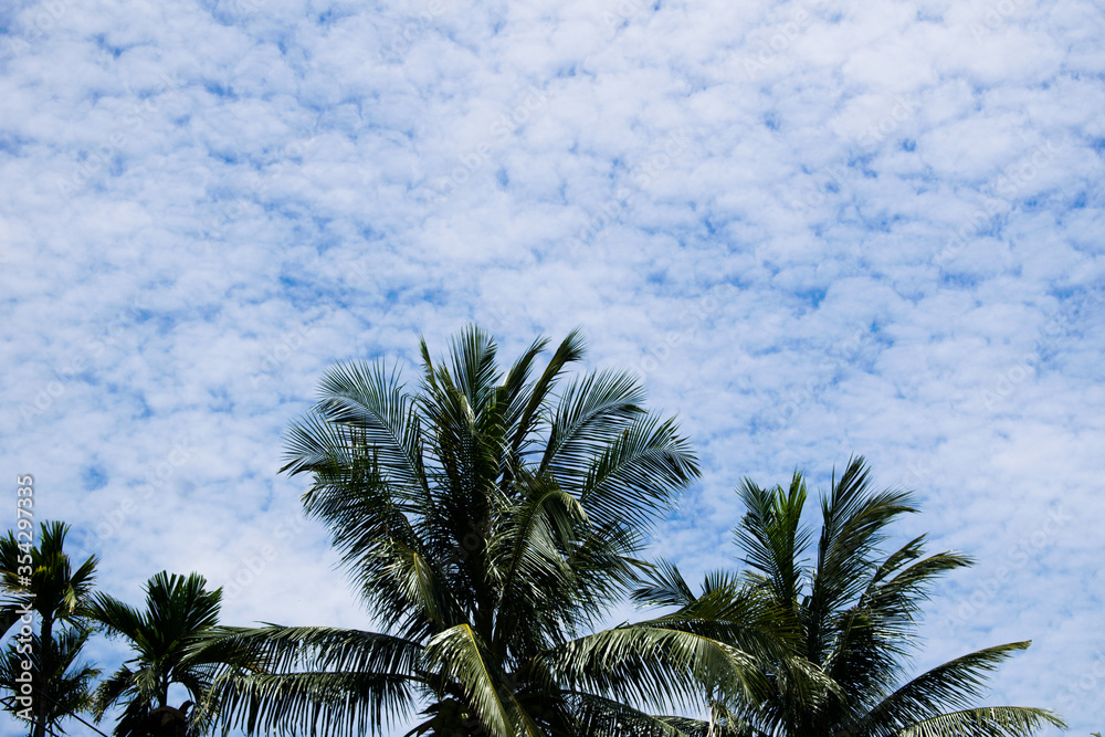 landscape of coconut tree on the beach with cloud on the blue sky background