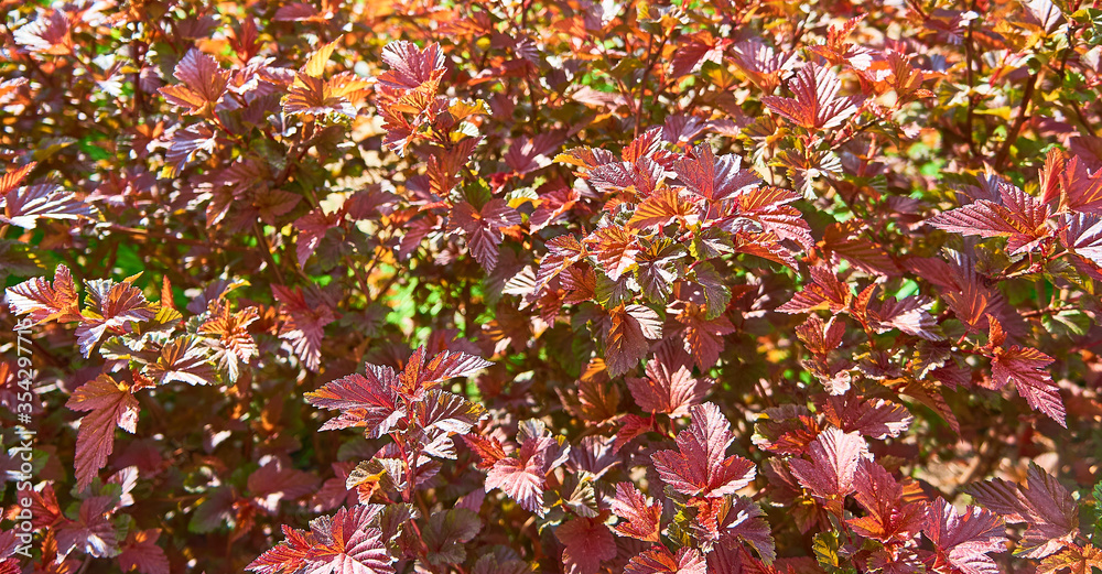 Natural background of red leaves of the common ninebark in the sun. Physocarpus opulifolius. Close-up. Texture. Wallpaper. Natural background of red leaves of the common ninebark in the sun. Physocarpus opulifolius. Close-up. Texture. Wallpaper.