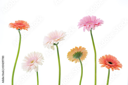 Multicoloured gerbera stems shot on a white background