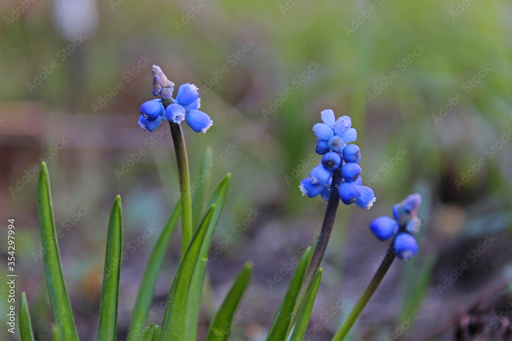 Cute and small light blue flower Cute and small light blue flower