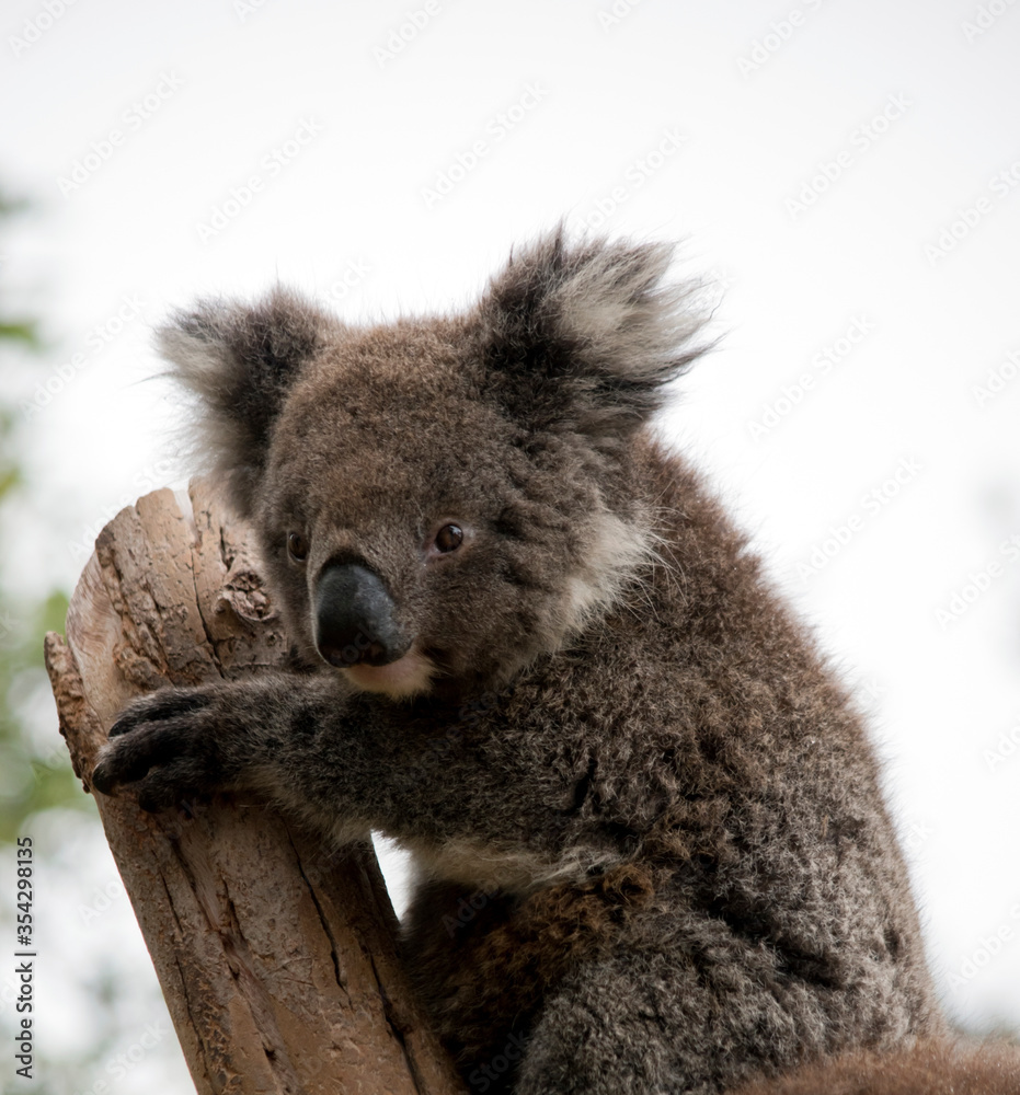 Naklejka premium this is a 10 month old joey koala rescued from the bush fires on kangaroo island
