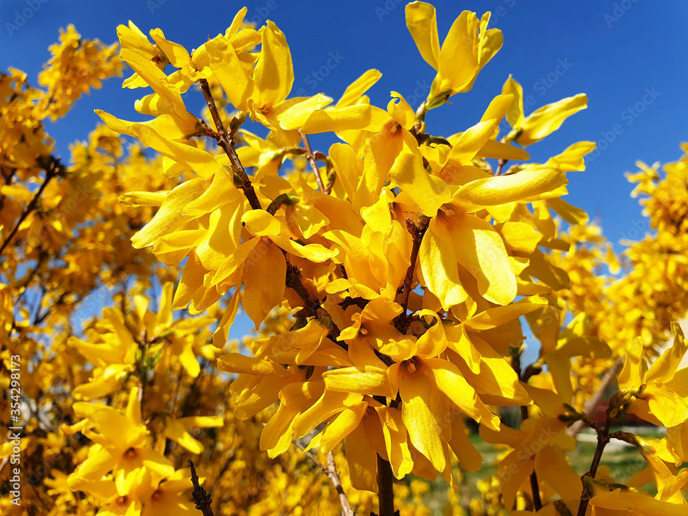 Yellow Forsythia flowers on a bush against the blue sky on a sunny day. Yellow and blue colors. Yellow Forsythia flowers on a bush against the blue sky on a sunny day. Yellow and blue colors.