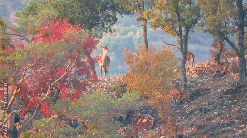 Hembra y cría de ciervo en otoño photo