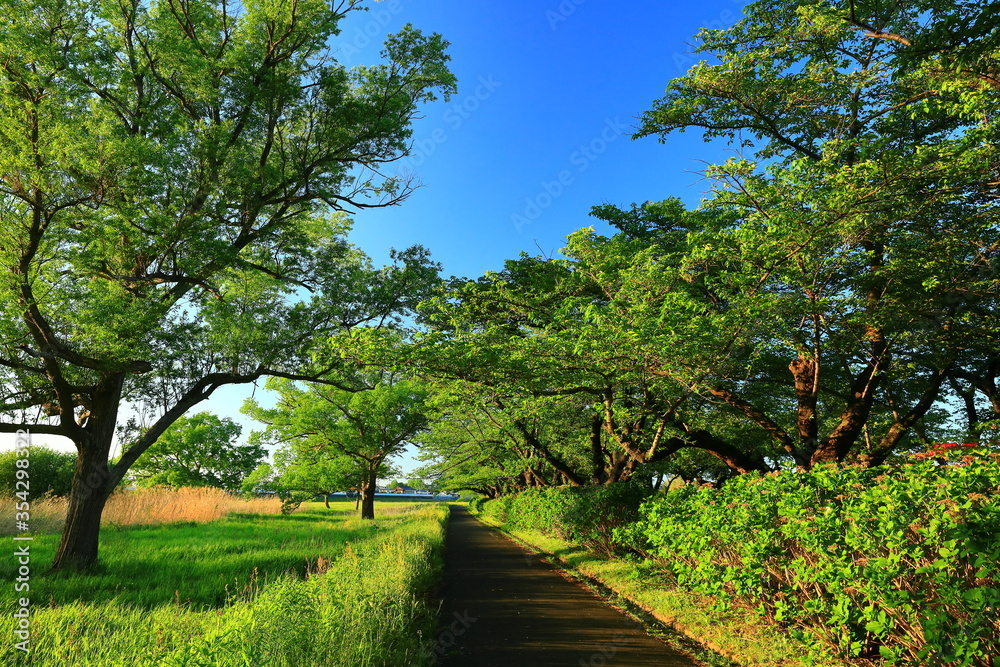 Fototapeta premium 初夏の北上展勝地