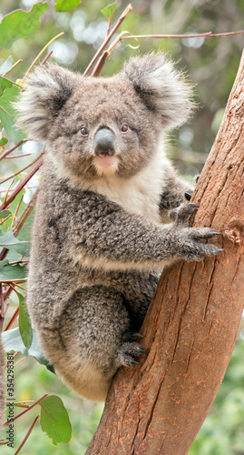 Fototapeta Naklejka Na Ścianę i Meble -  the young koala is grey and rufous with fluffy ears