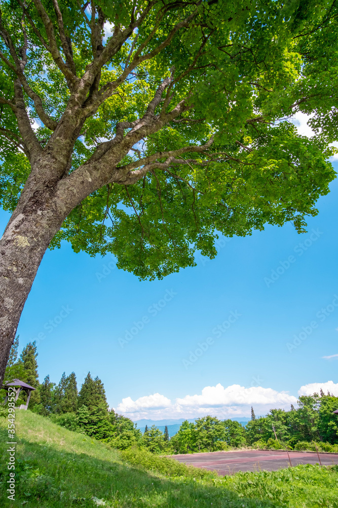 緑と青