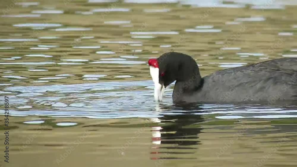 Focha moruna (Fulica cristata) alimentándose en el agua Focha moruna (Fulica cristata) alimentándose en el agua