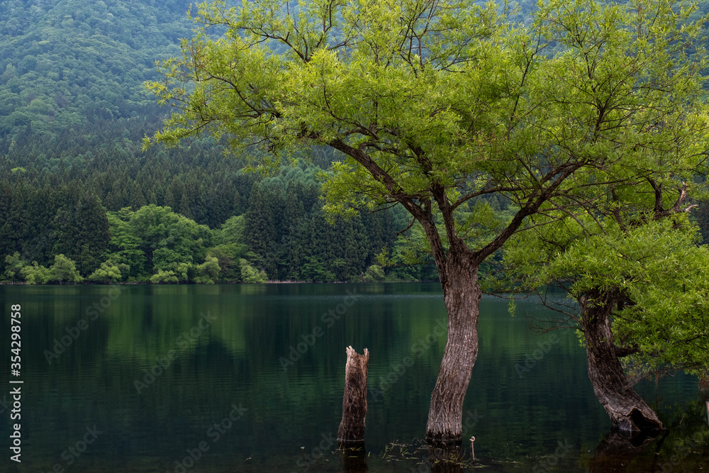 水没林
