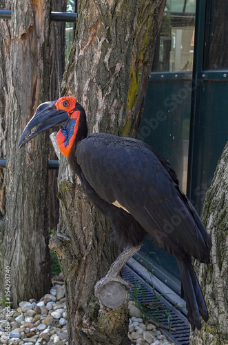 bird abyssinian ground hornbill or northern ground hornbill (Bucorvus abyssinicus) photo