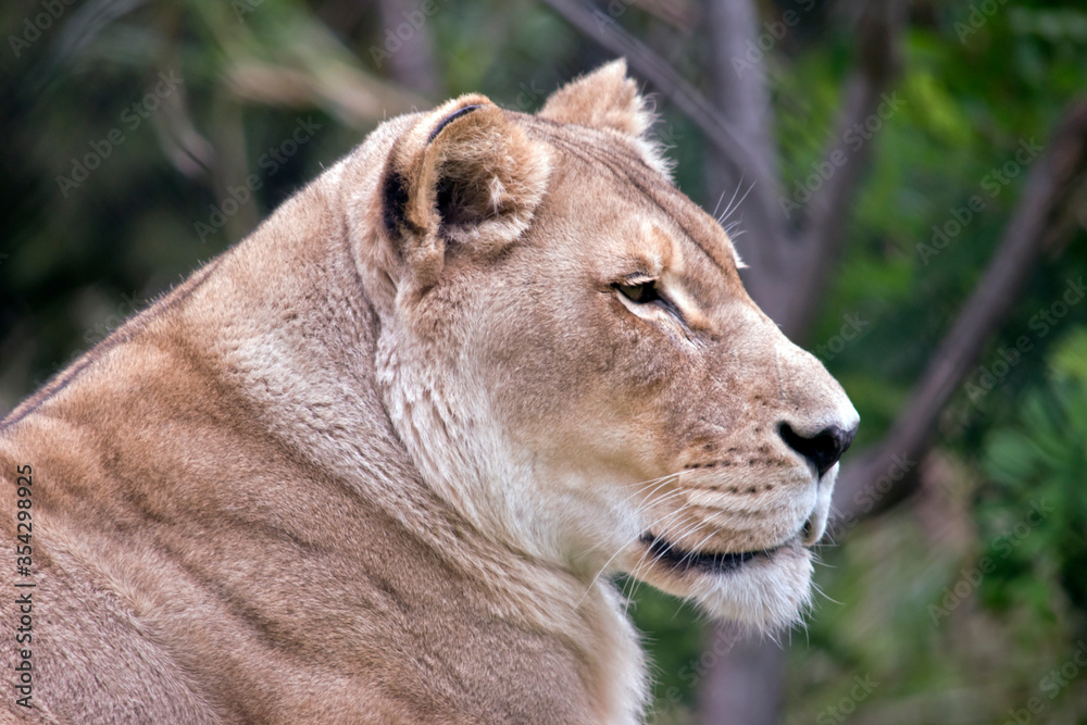 Obraz premium the llioness is a large cat