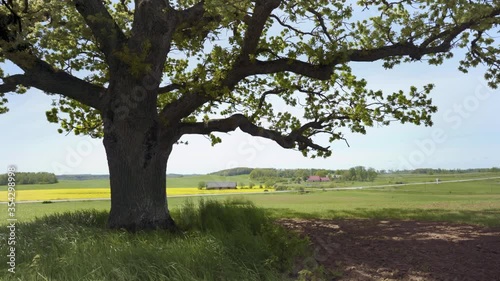 Wallpaper Mural An old oak tree with large branches stands on a hilltop. Below cars passing by fields along the highway. It is spring sunny weather. Latvia Torontodigital.ca