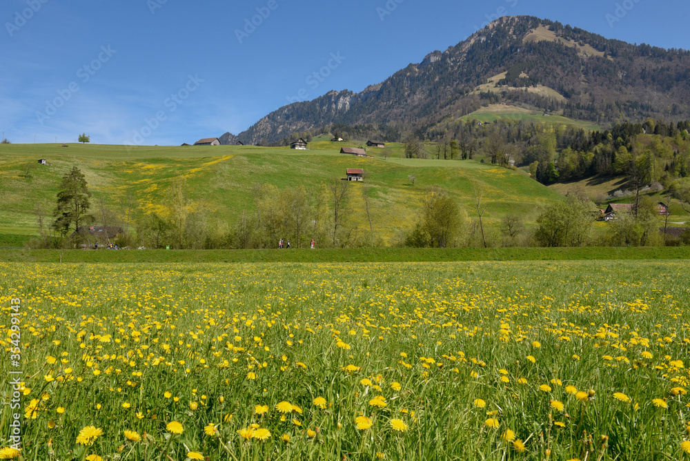 Mountain lanscape of meadow with flowers in the Swiss alps