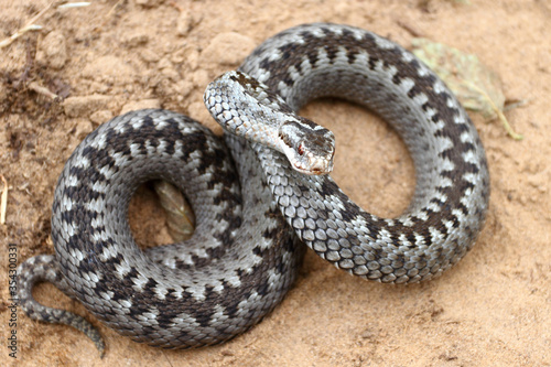 Grey viper or adder venomous snake in attacking or defencive pose rolled in knit on brown spring soil