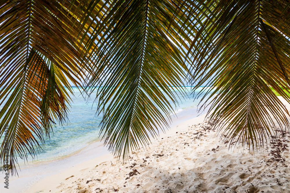 A Tropical Beach View