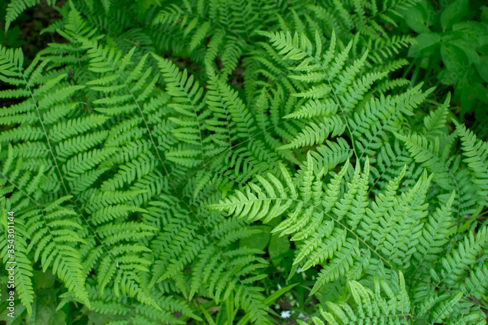 Green ferns. Natural background. Small depth of field