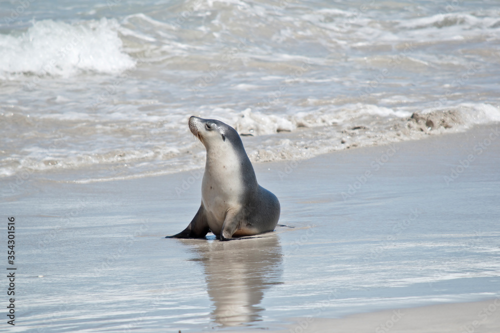 Fototapeta premium the female sea lion is walking at Seal Bay